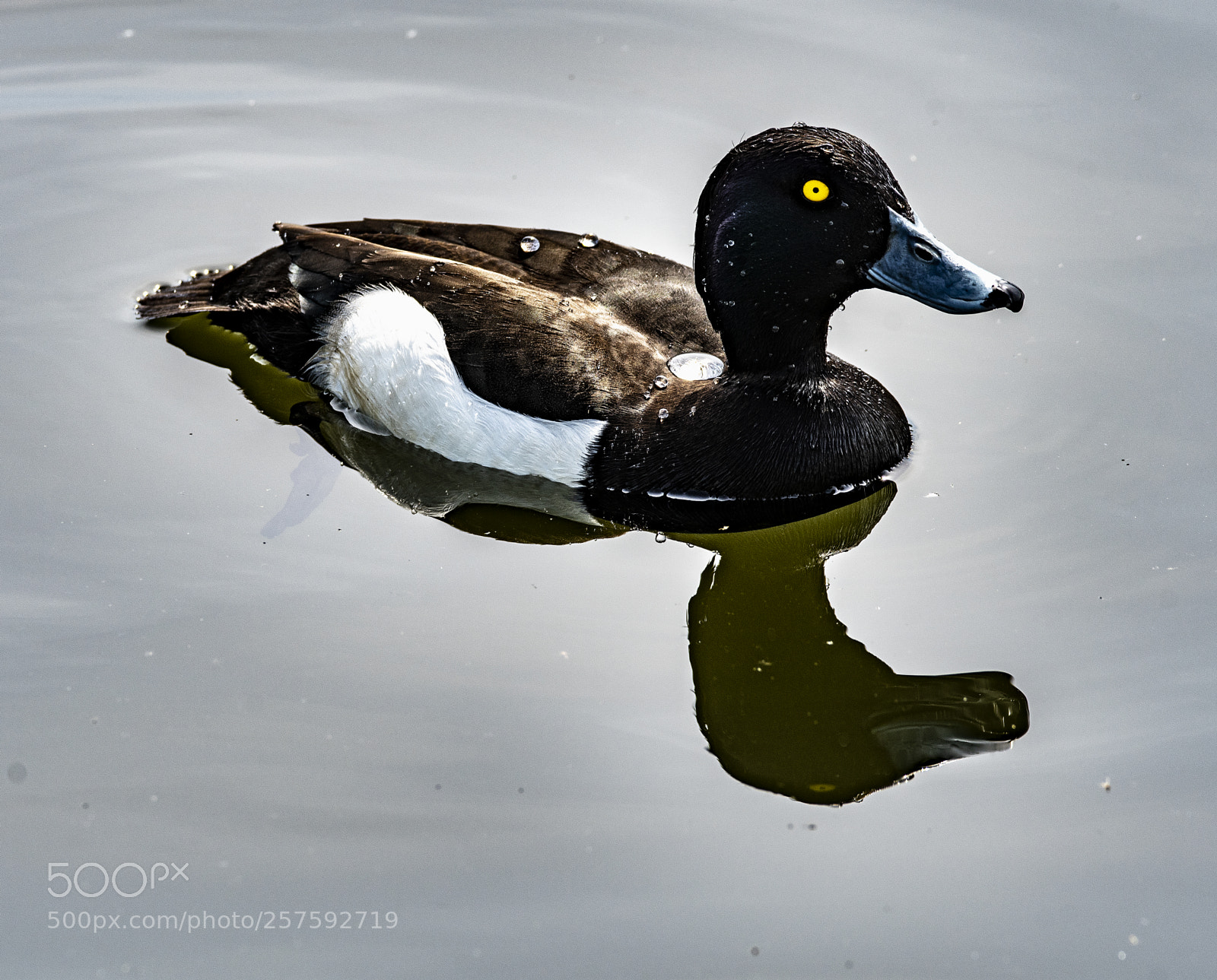 Nikon D500 sample photo. Reiherente - tufted duck photography