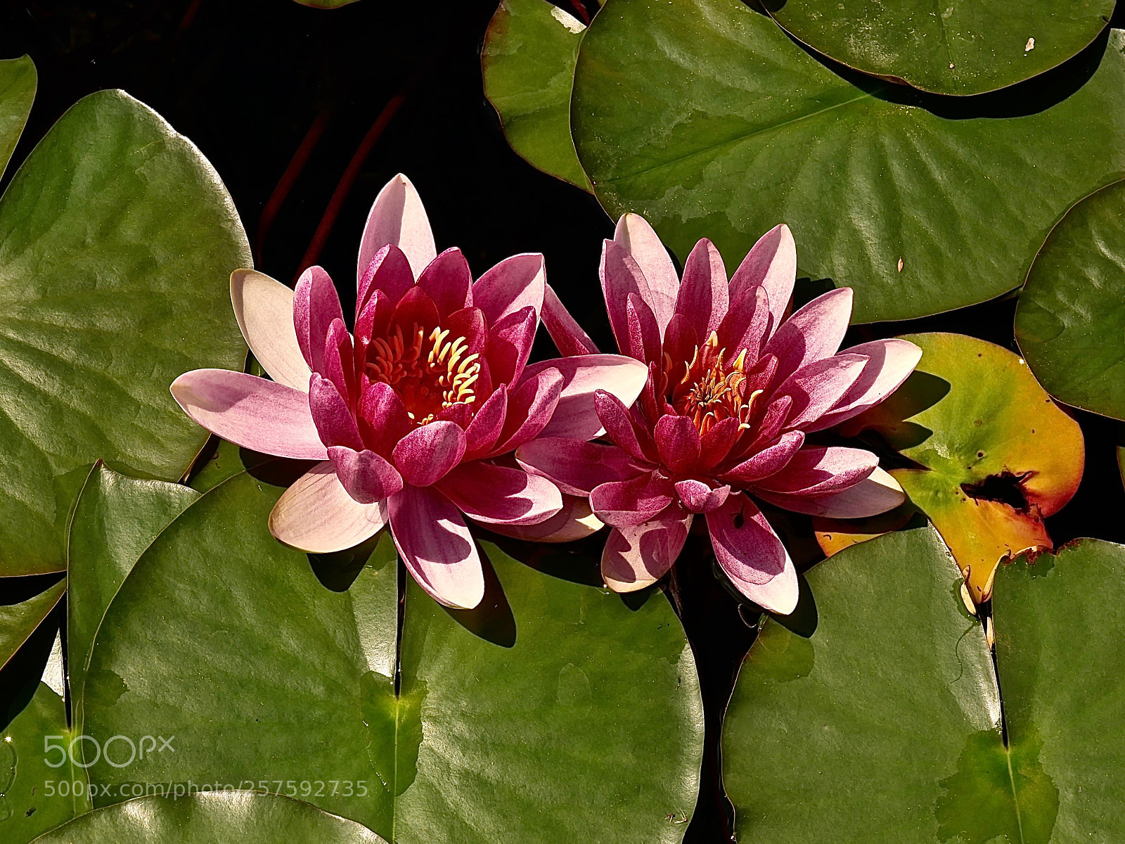 Panasonic Lumix DMC-GX85 (Lumix DMC-GX80 / Lumix DMC-GX7 Mark II) sample photo. Afternoon in the garden photography