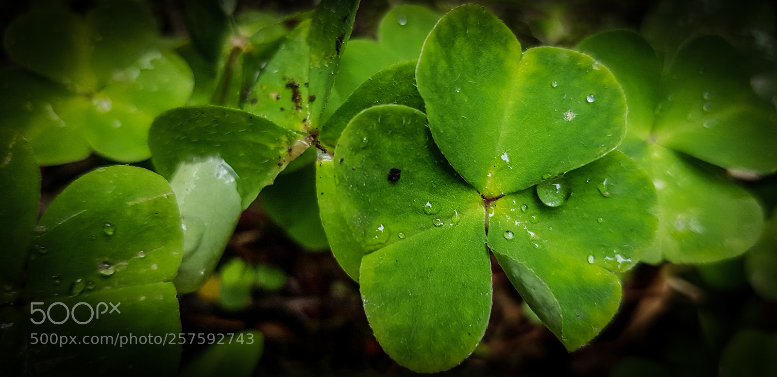 Samsung Galaxy S8 sample photo. Rain drops on lucky photography