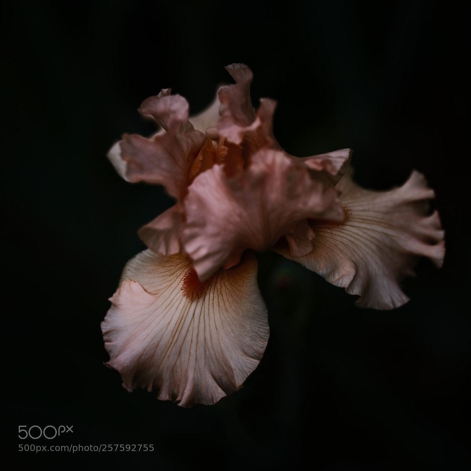 Fujifilm GFX 50S sample photo. Bearded iris photography