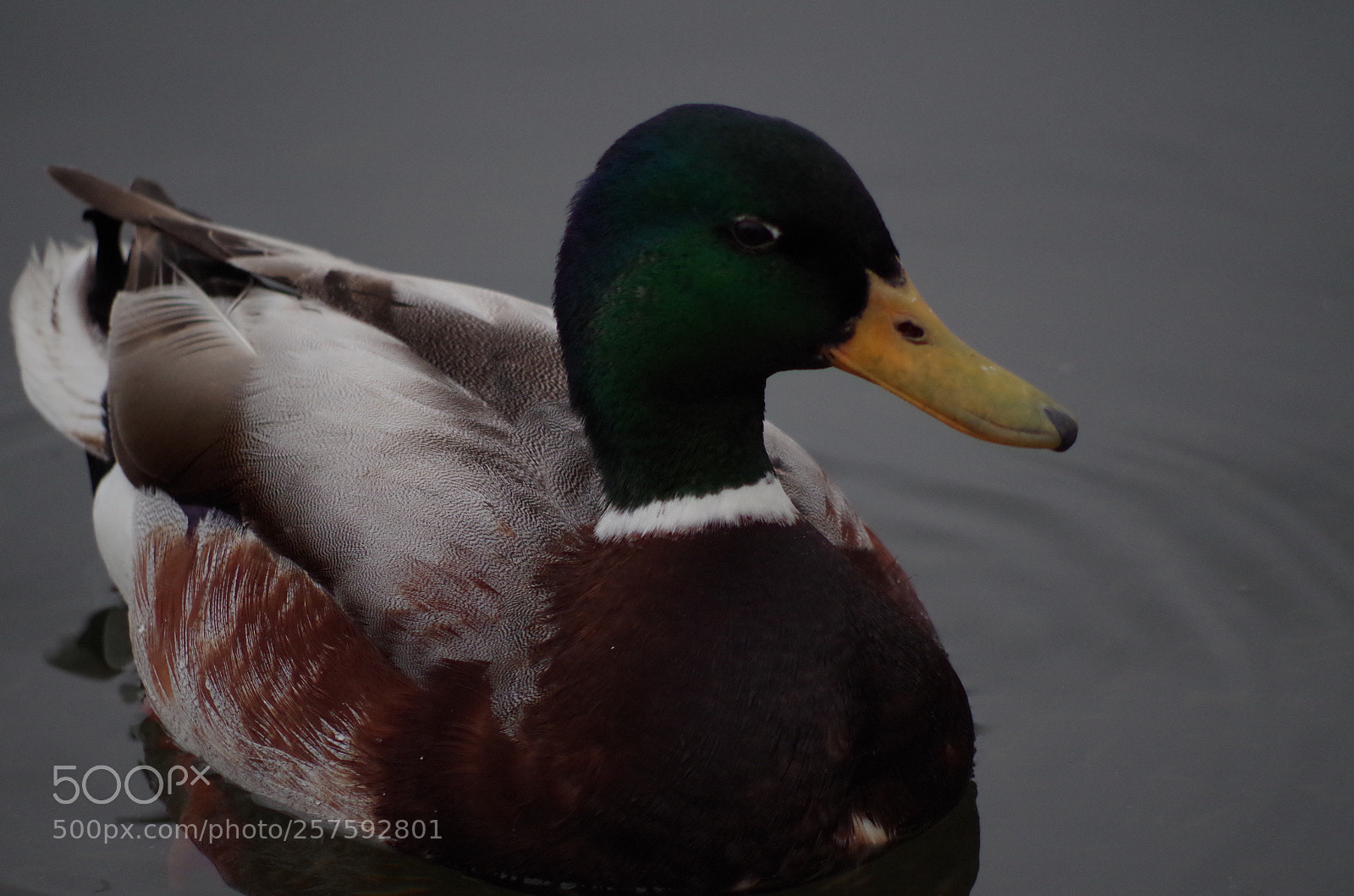 Pentax K-50 sample photo. Wimbledon park duck photography