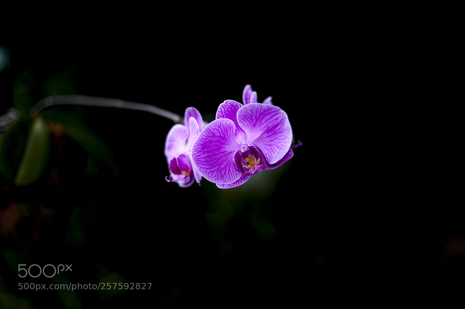 Canon EOS 5D sample photo. Flower photography