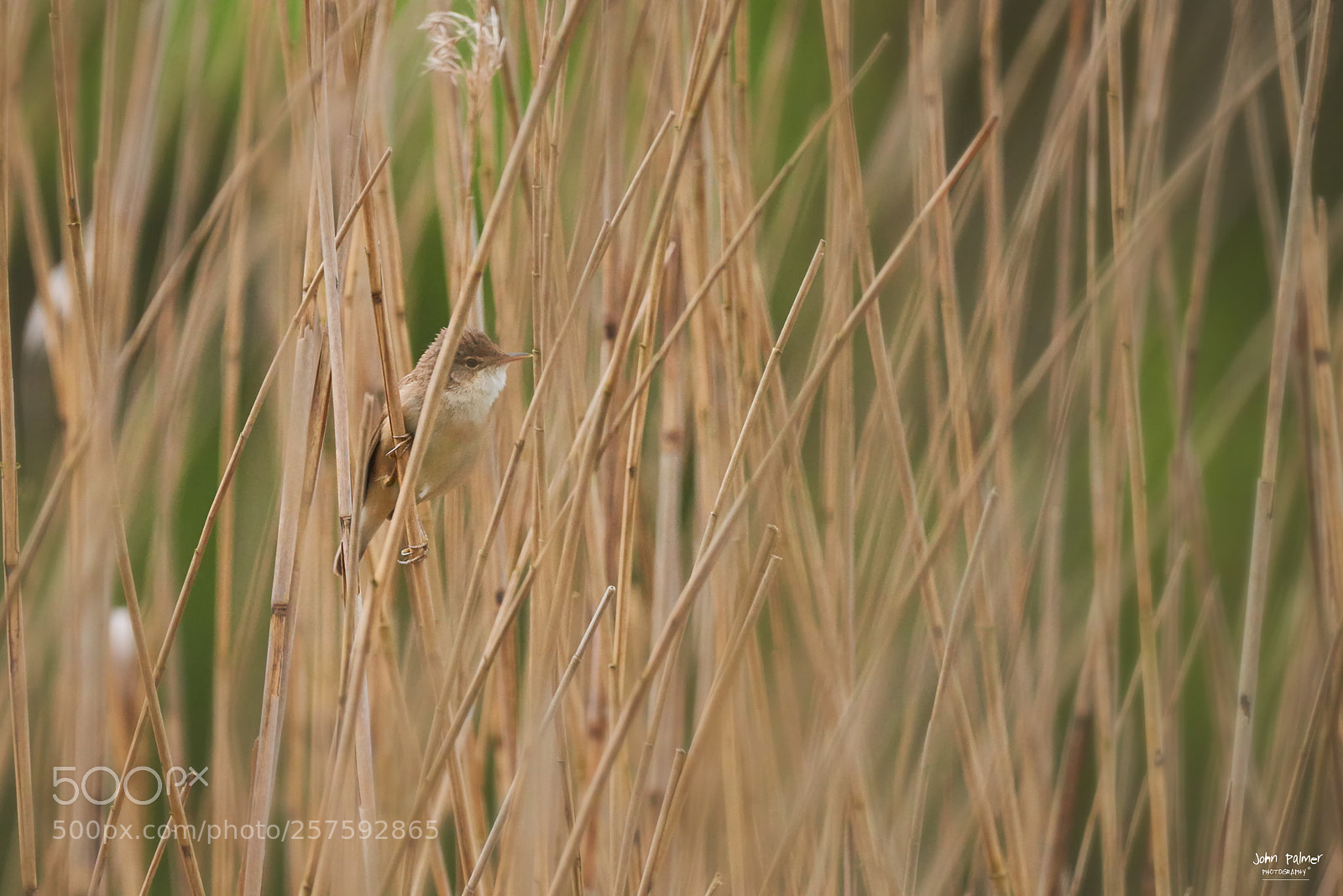 Nikon D810 sample photo. Reed warbler photography