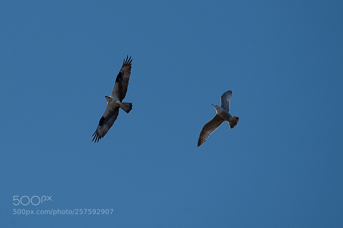 Nikon D700 sample photo. Osprey vs gull photography