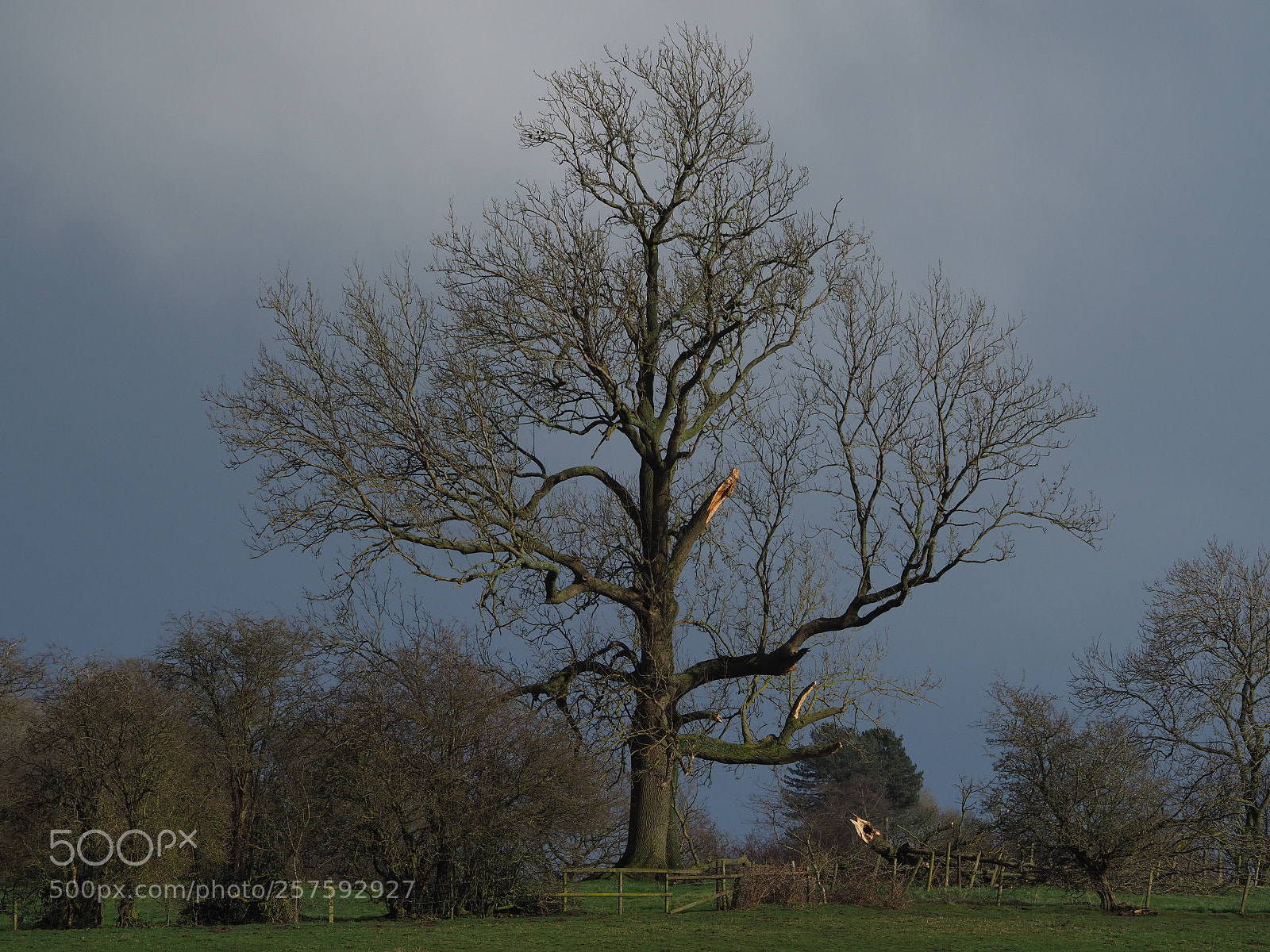 Olympus OM-D E-M1 Mark II sample photo. Damaged tree photography
