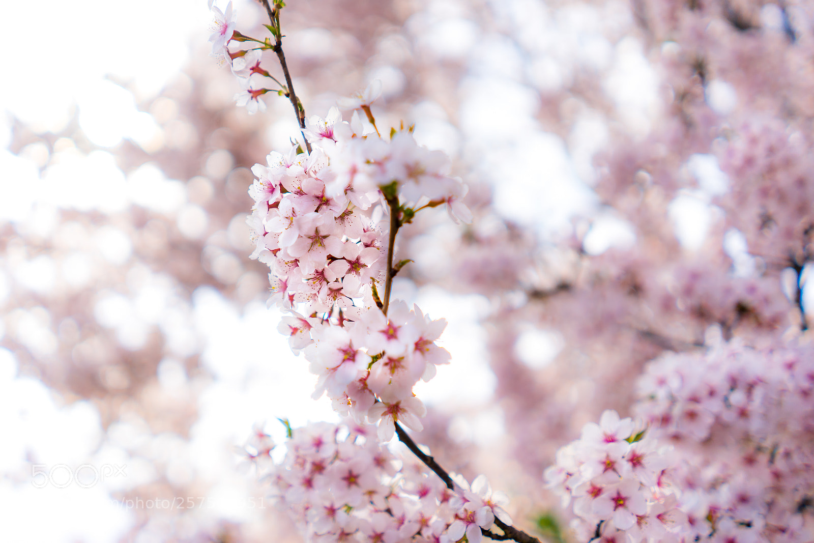 Sony a7 sample photo. Pink hour photography