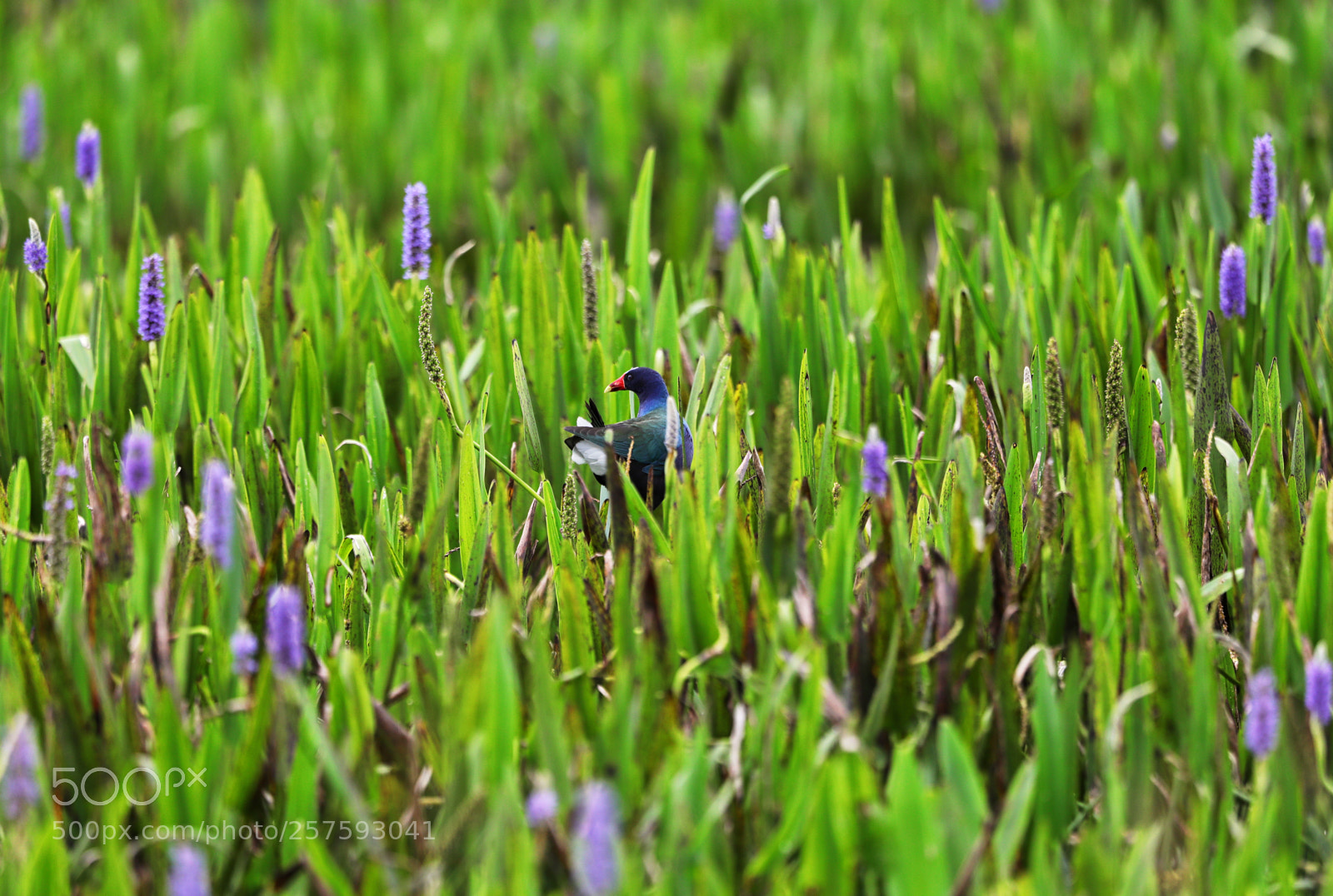 Canon EOS-1D X Mark II sample photo. 05-12-18-0017298 2.jpg photography