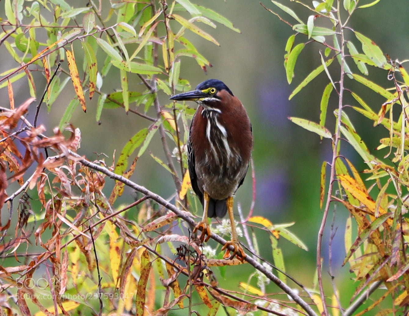 Canon EOS-1D X Mark II sample photo. 05-12-18-0017299.jpg photography