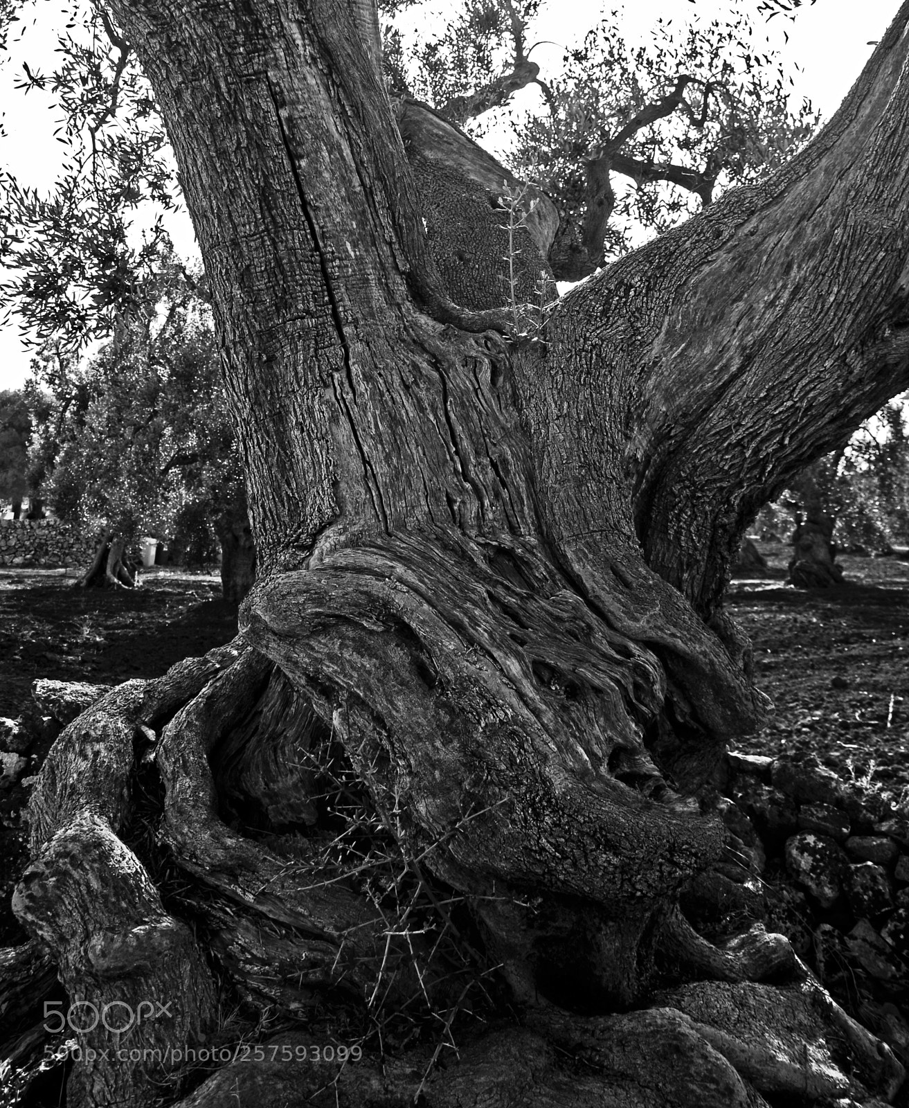 Nikon D200 sample photo. Ulivi iii photography