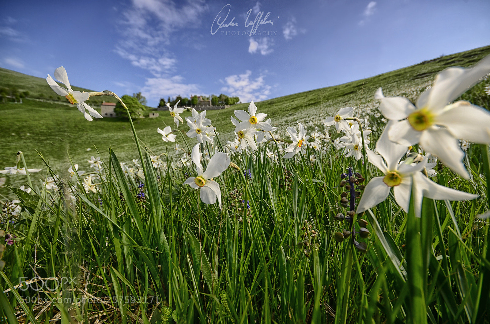 Nikon D7000 sample photo. Daffodils in the wind photography