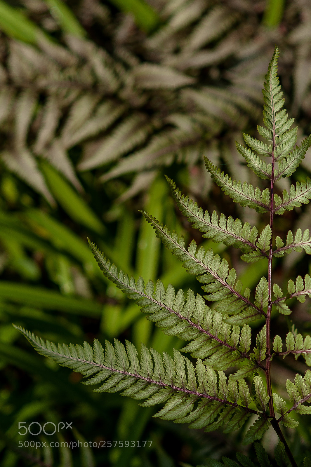 Nikon D700 sample photo. Fern photography