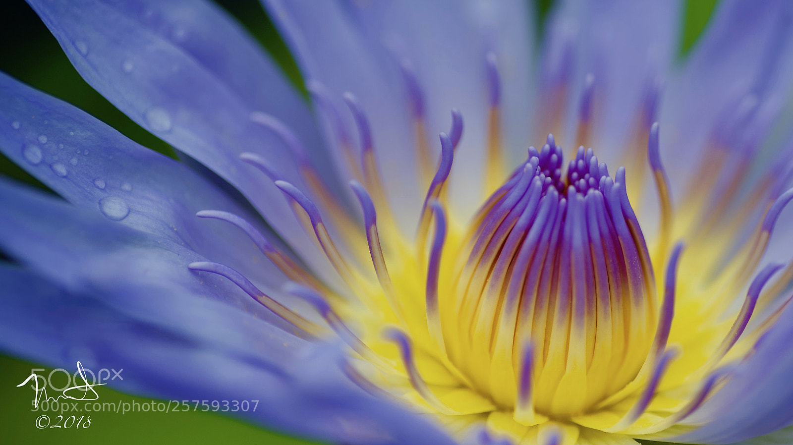 Nikon D750 sample photo. Water lily photography
