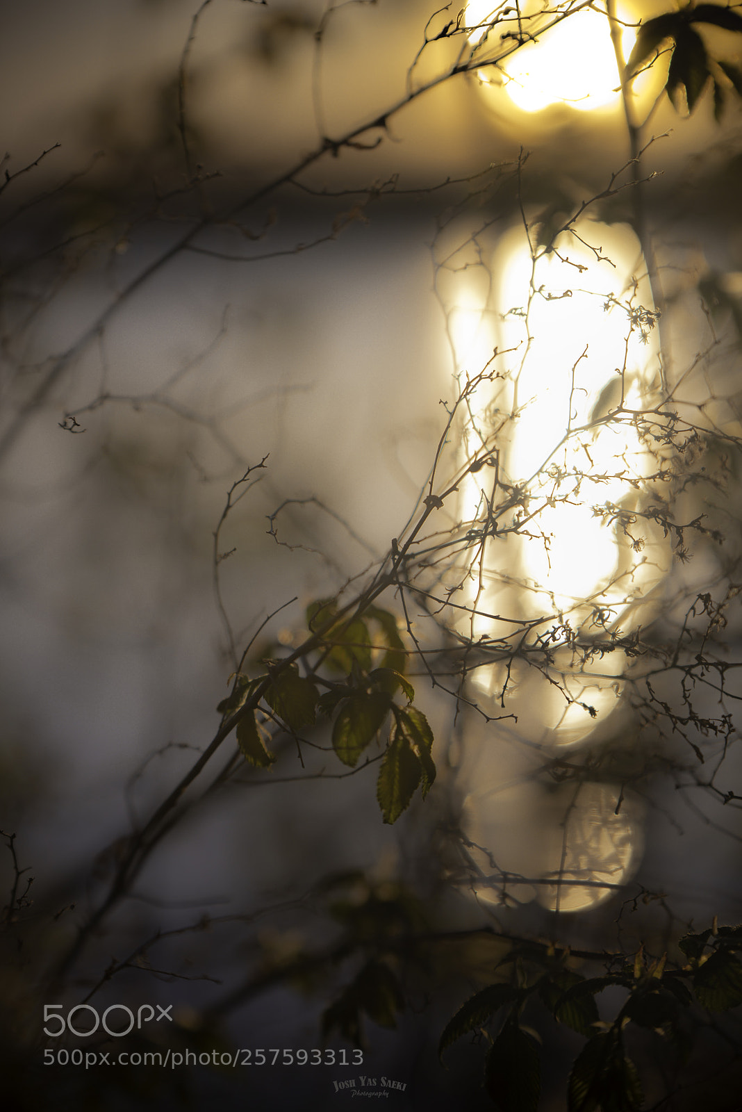 Nikon D750 sample photo. Fresh green at sunset photography
