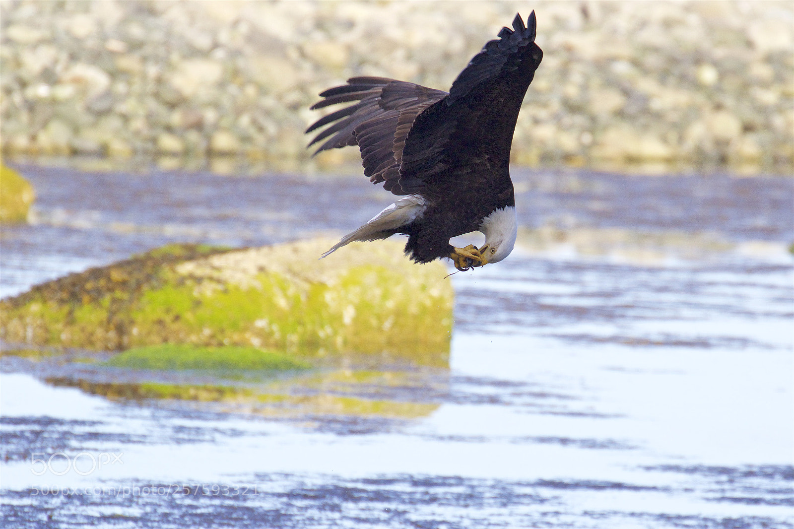 Canon EOS 7D Mark II sample photo. An eagle eating on photography