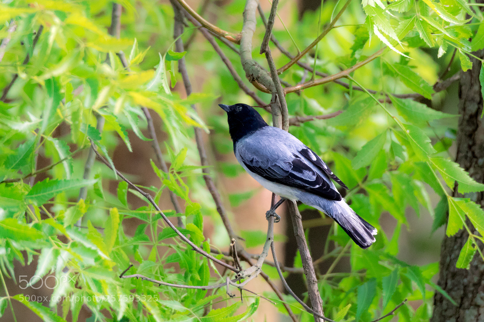 Canon EOS 7D Mark II sample photo. Black headed cuckooshrike photography