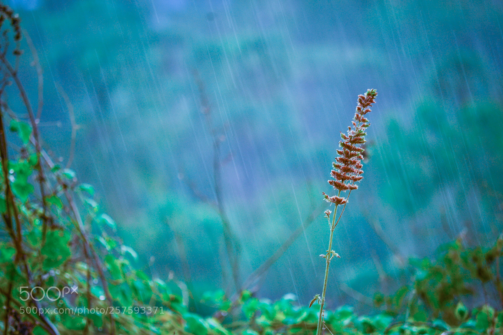 Nikon D3100 sample photo. Its rainy time !!! photography