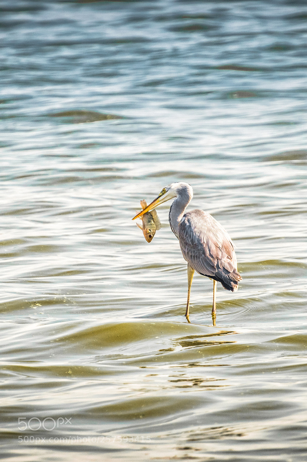 Nikon D3200 sample photo. The catch | ajmer photography