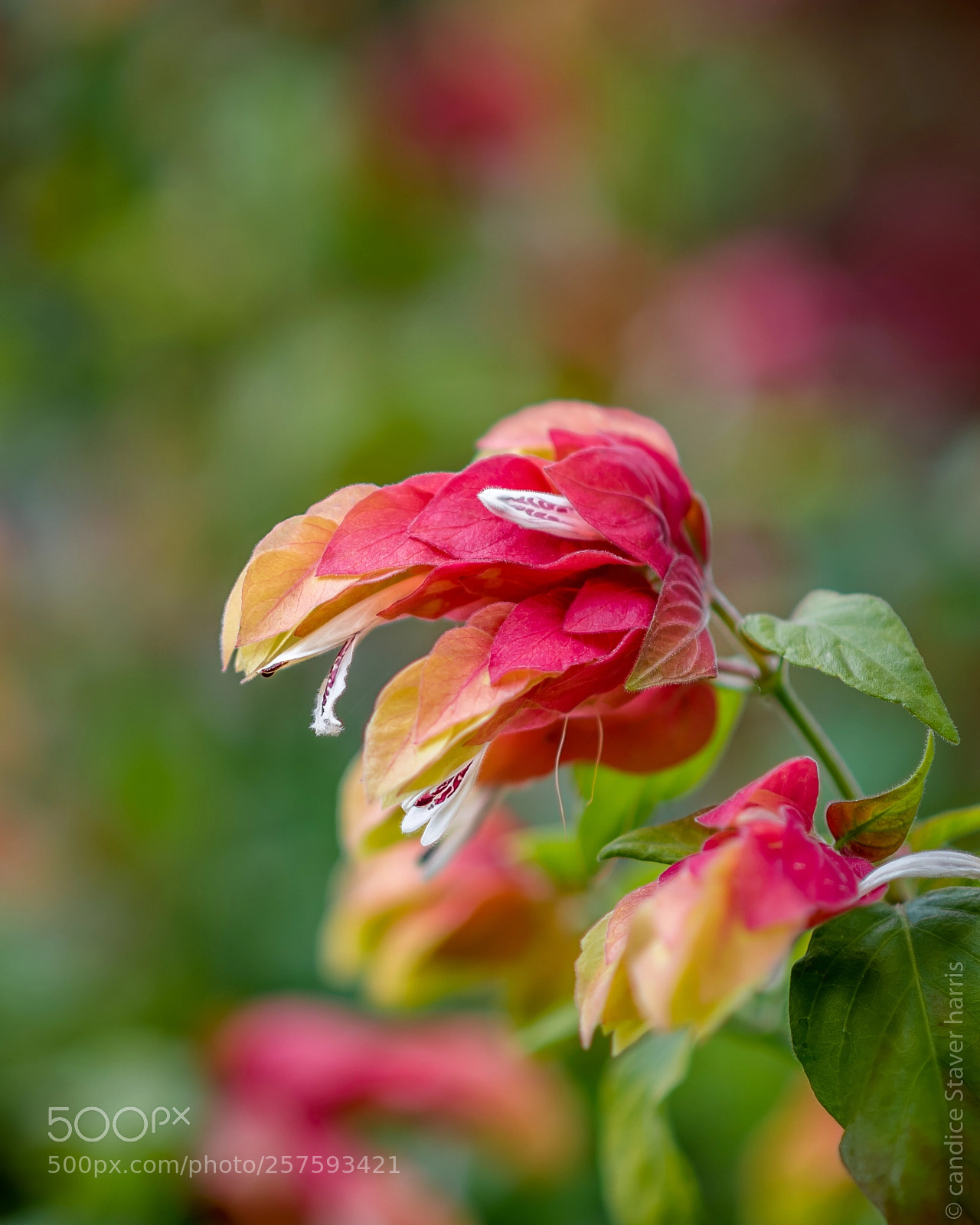 Nikon D750 sample photo. Shrimp plant photography