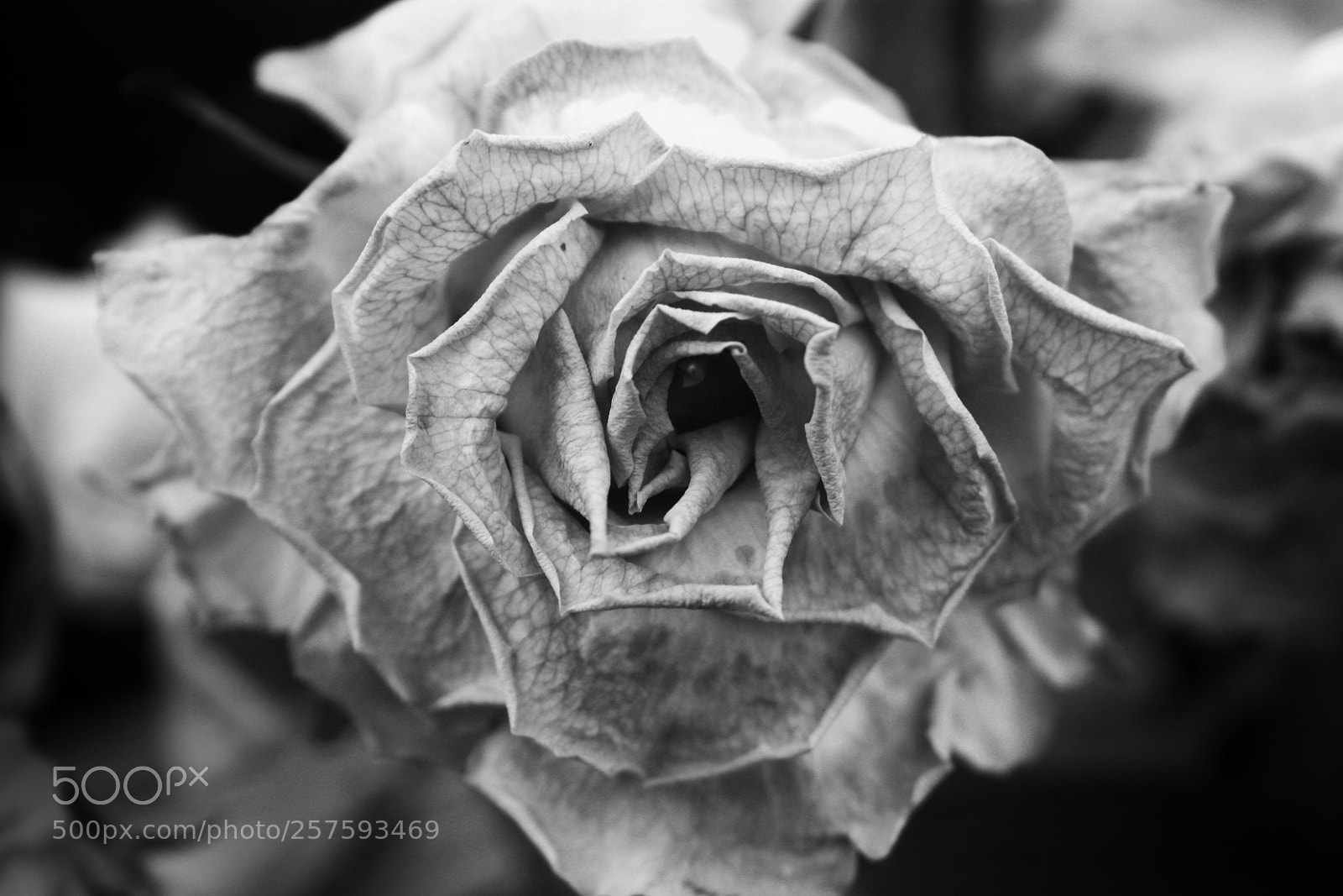 Canon EOS 450D (EOS Rebel XSi / EOS Kiss X2) sample photo. Fragile rose photography