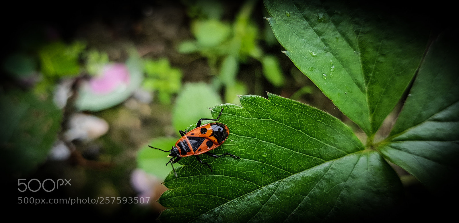 Samsung Galaxy S8 sample photo. Beautiful little red men photography