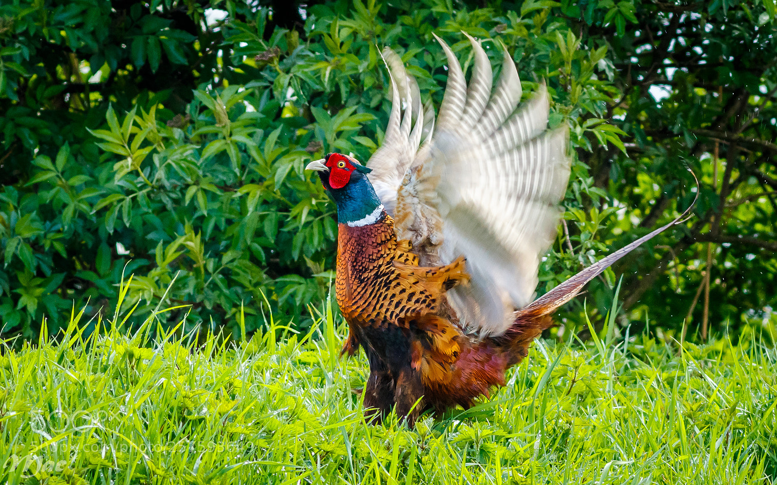 Canon EOS 7D Mark II sample photo. Fluttering wings photography