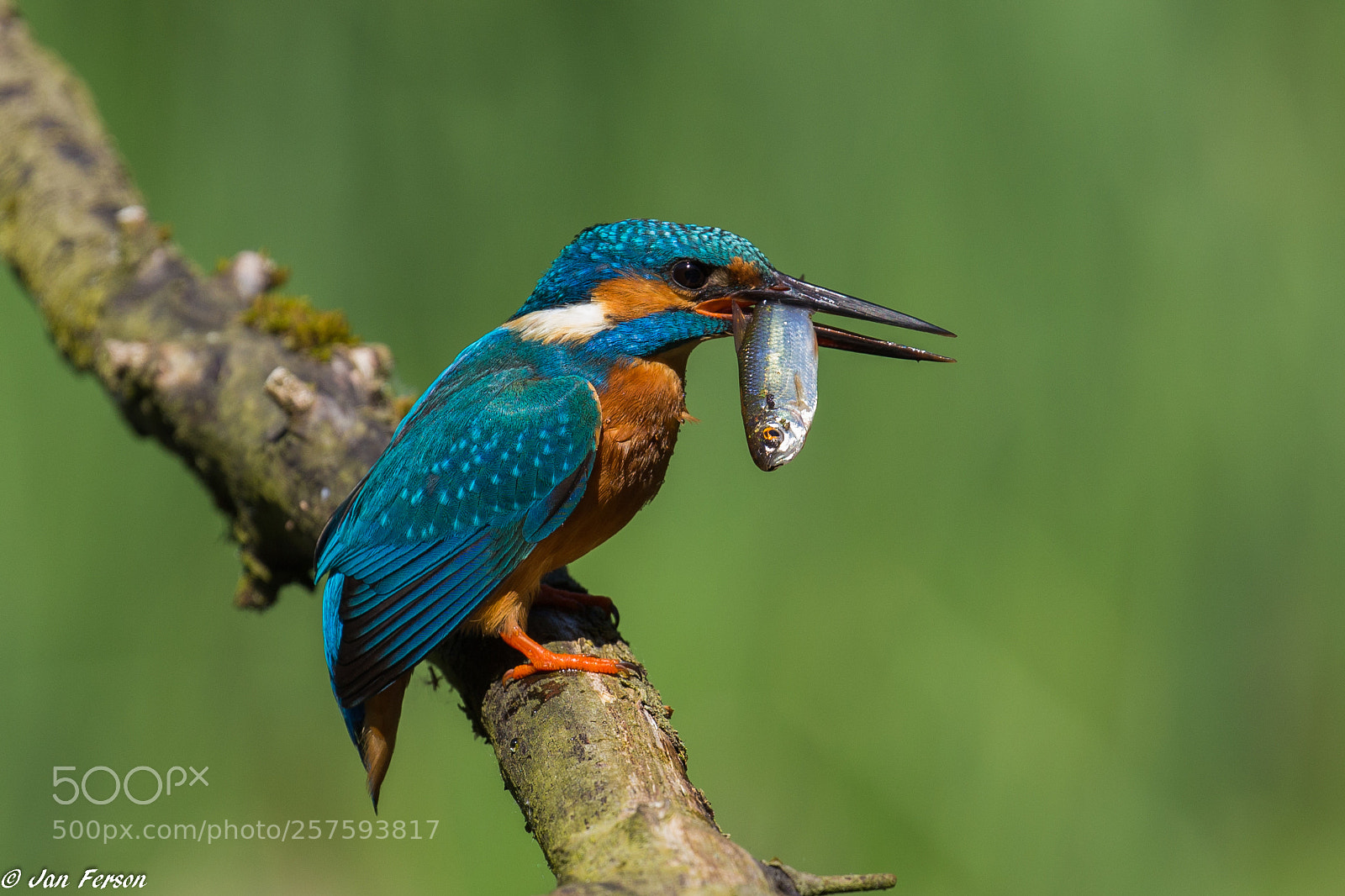 Canon EOS 6D sample photo. ♂ kingfisher photography