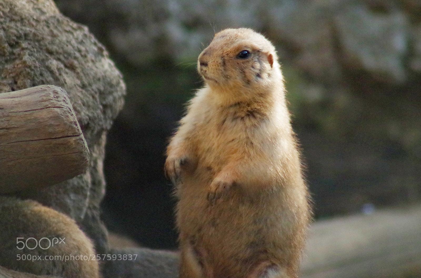 Pentax K-50 sample photo. Look photography