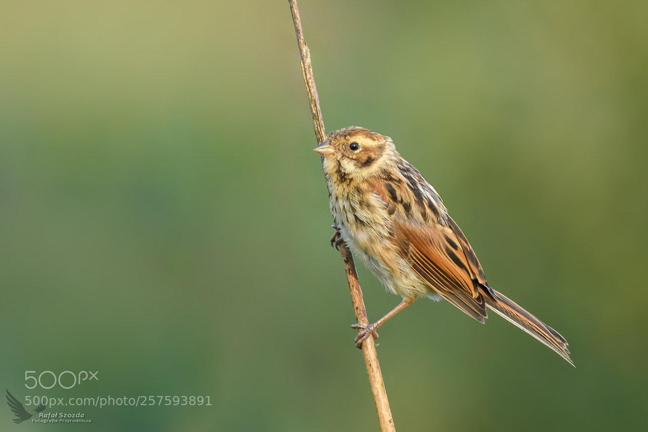 Nikon D500 sample photo. Potrzos, reed bunting emberiza photography
