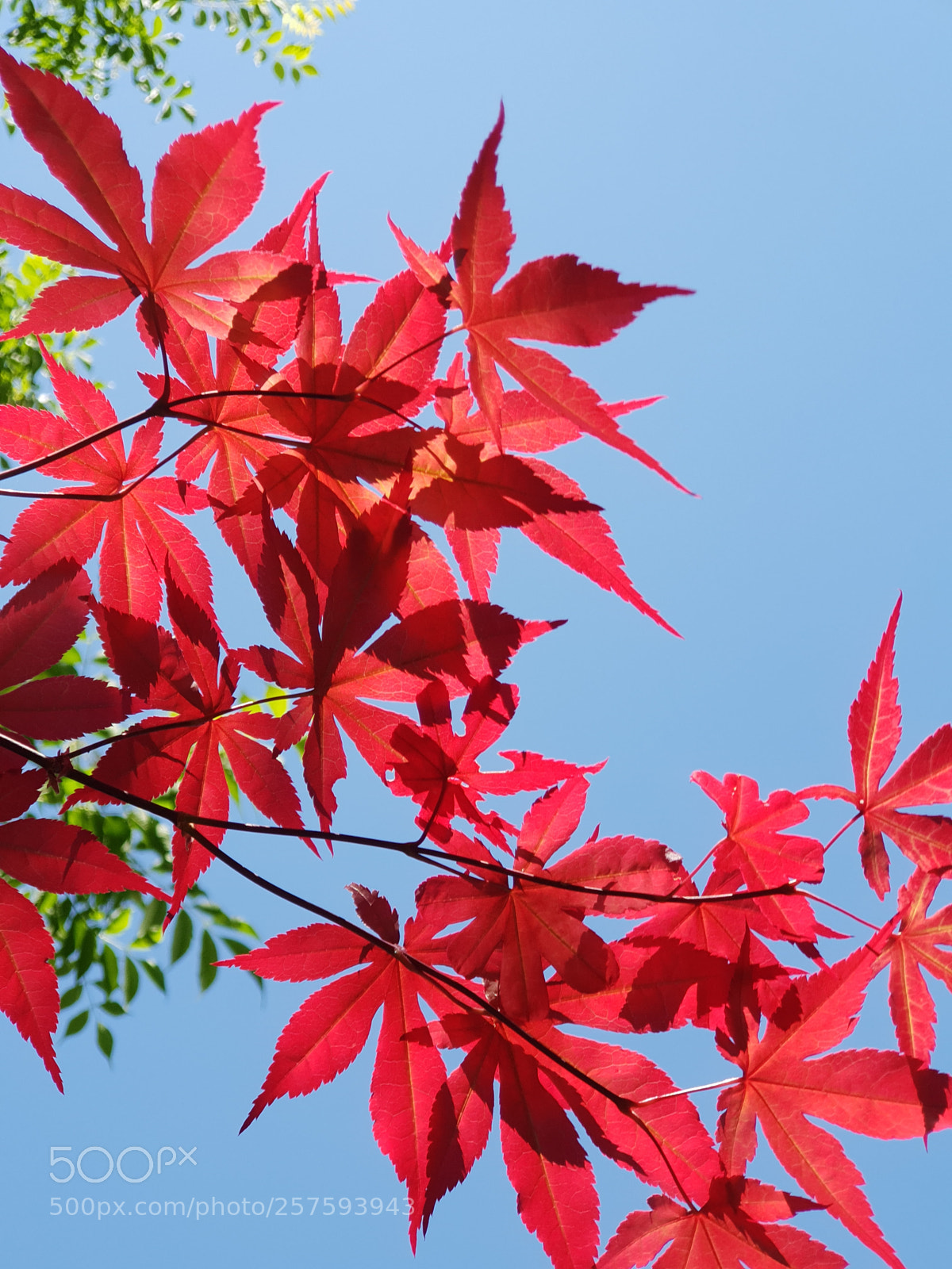 Samsung Galaxy S9+ sample photo. Maple photography
