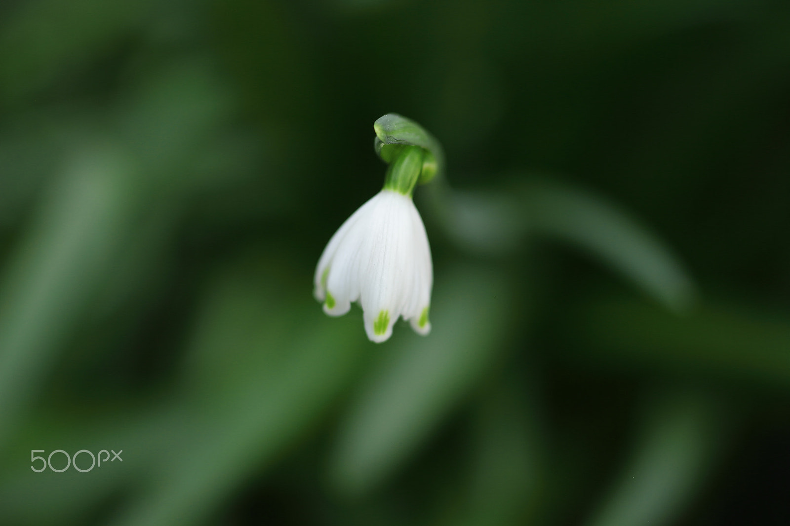 Canon EOS 7D + Canon EF 50mm F1.8 II sample photo. Snowflake photography