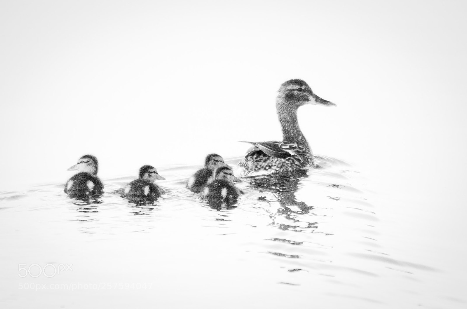 Nikon D7000 sample photo. Ducklings photography