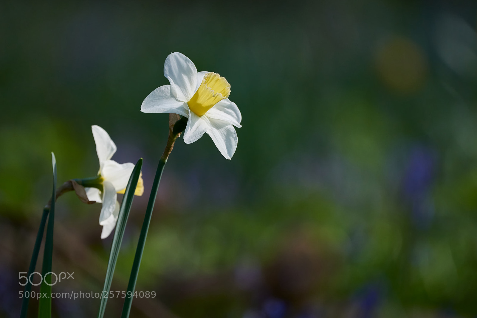 Nikon D810 sample photo. Spring daffodil photography