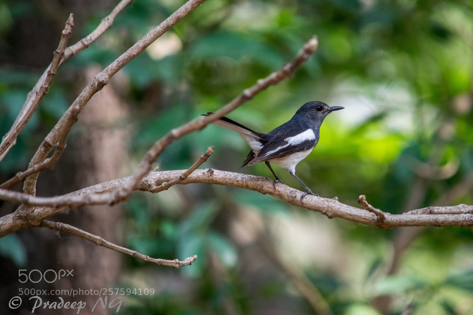 Nikon D3300 sample photo. Indian robin photography