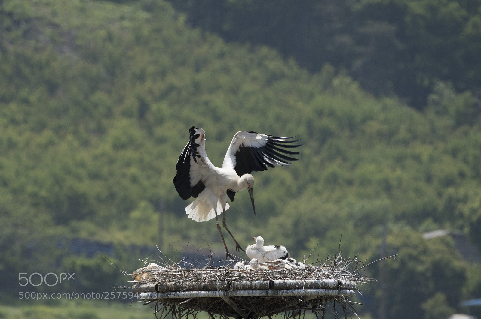 Nikon D810 sample photo. Stork photography