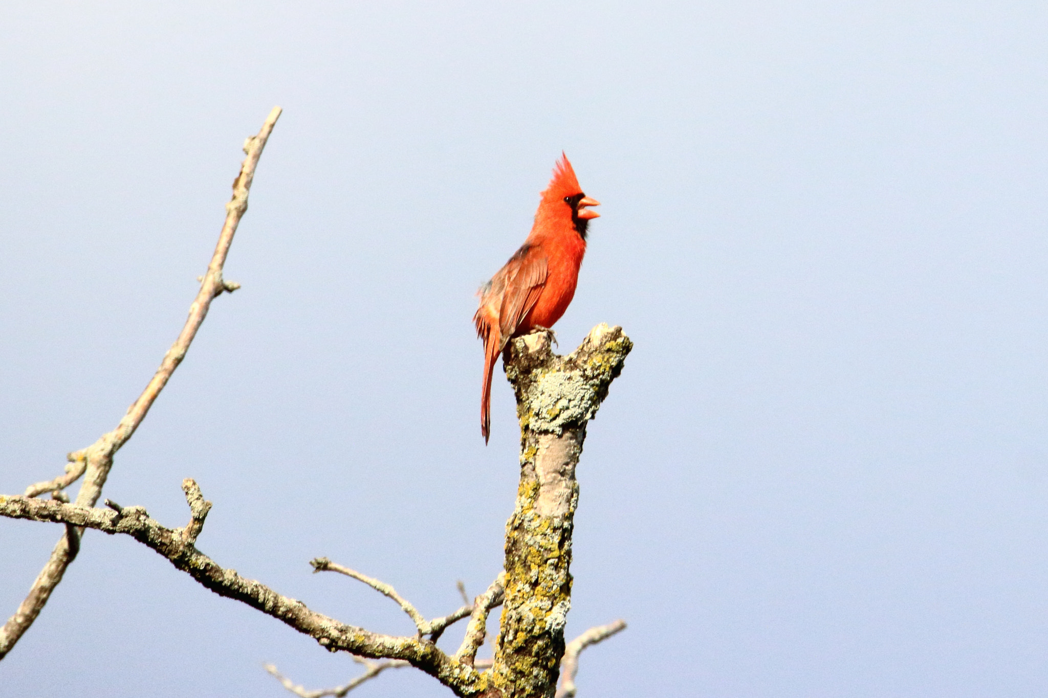 Canon EOS 600D (Rebel EOS T3i / EOS Kiss X5) + Tamron SP 150-600mm F5-6.3 Di VC USD sample photo. Northern cardinal photography