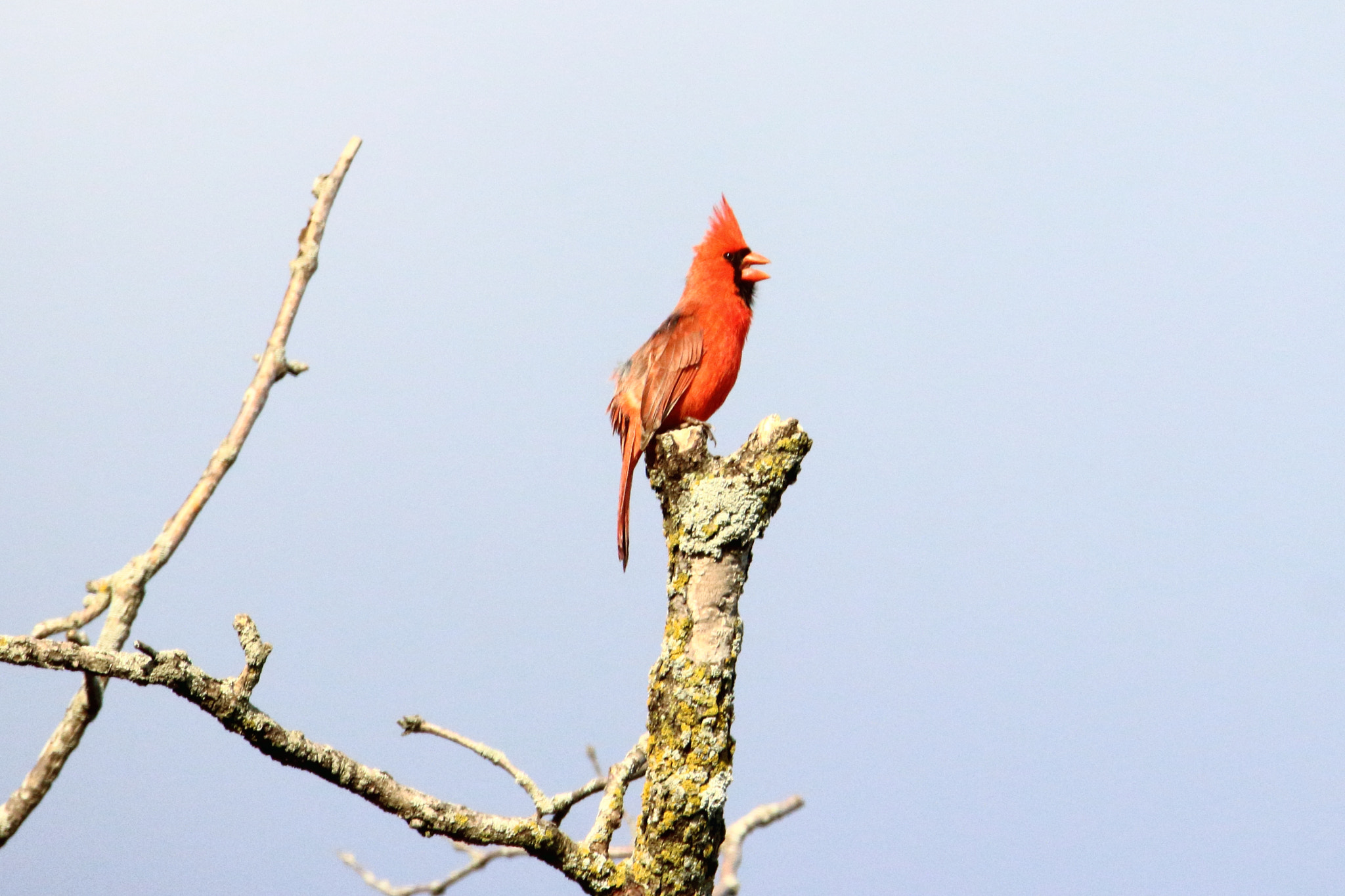 Tamron SP 150-600mm F5-6.3 Di VC USD sample photo. Northern cardinal photography