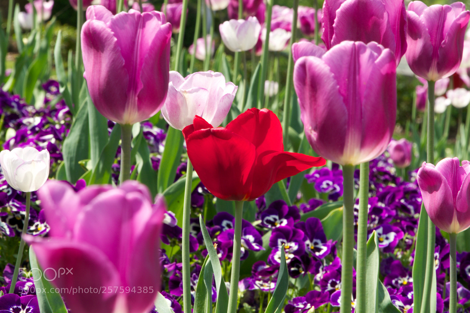 Canon EOS 7D Mark II sample photo. Colourful garden view photography