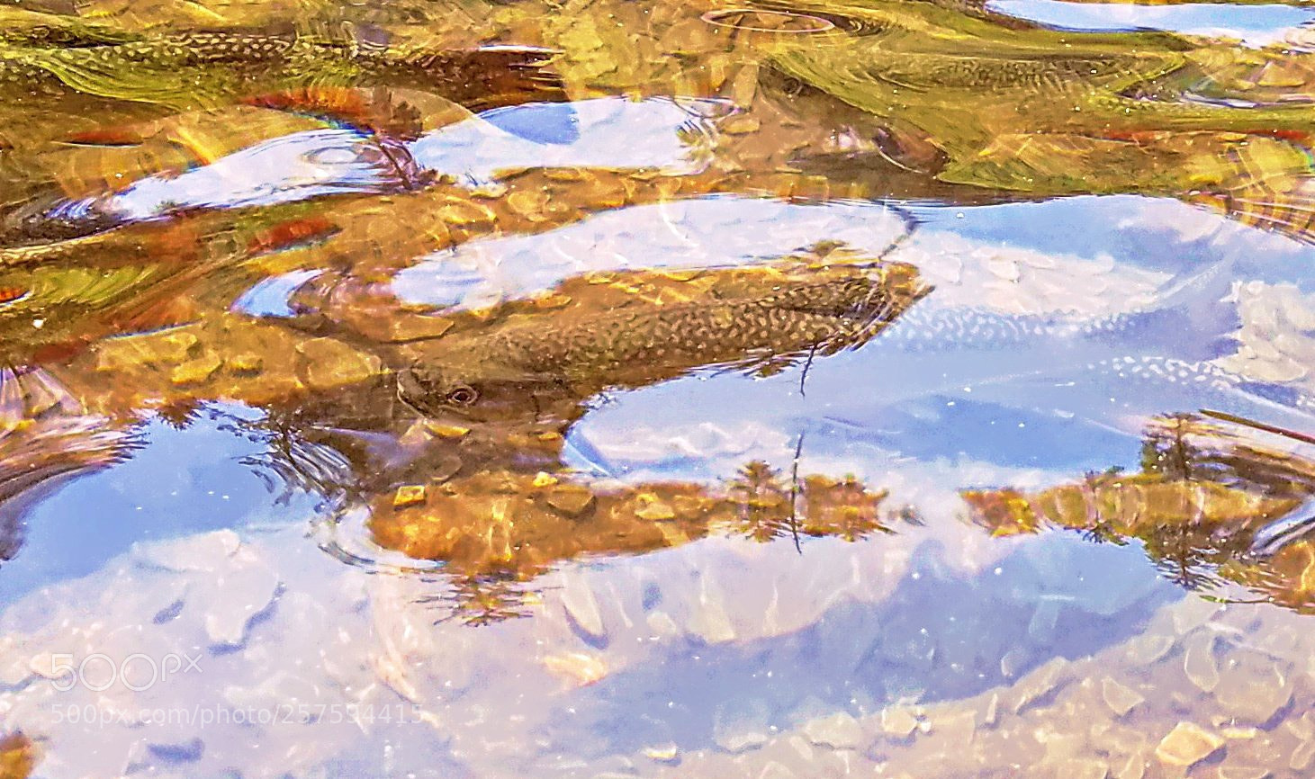 Samsung Galaxy S7 sample photo. Brook trout impressionism photography