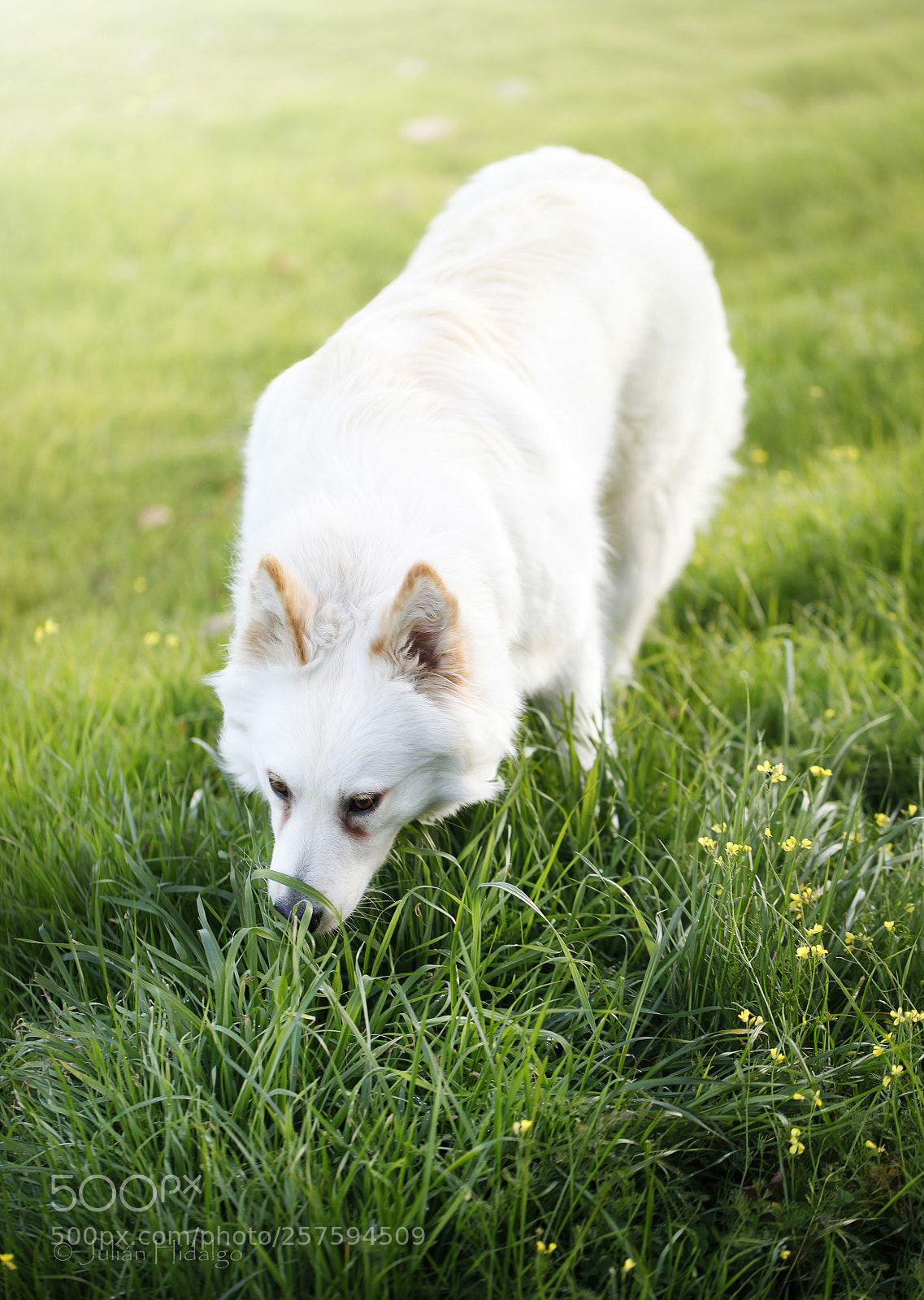 Canon EOS 5D Mark II sample photo. Hello, spring photography