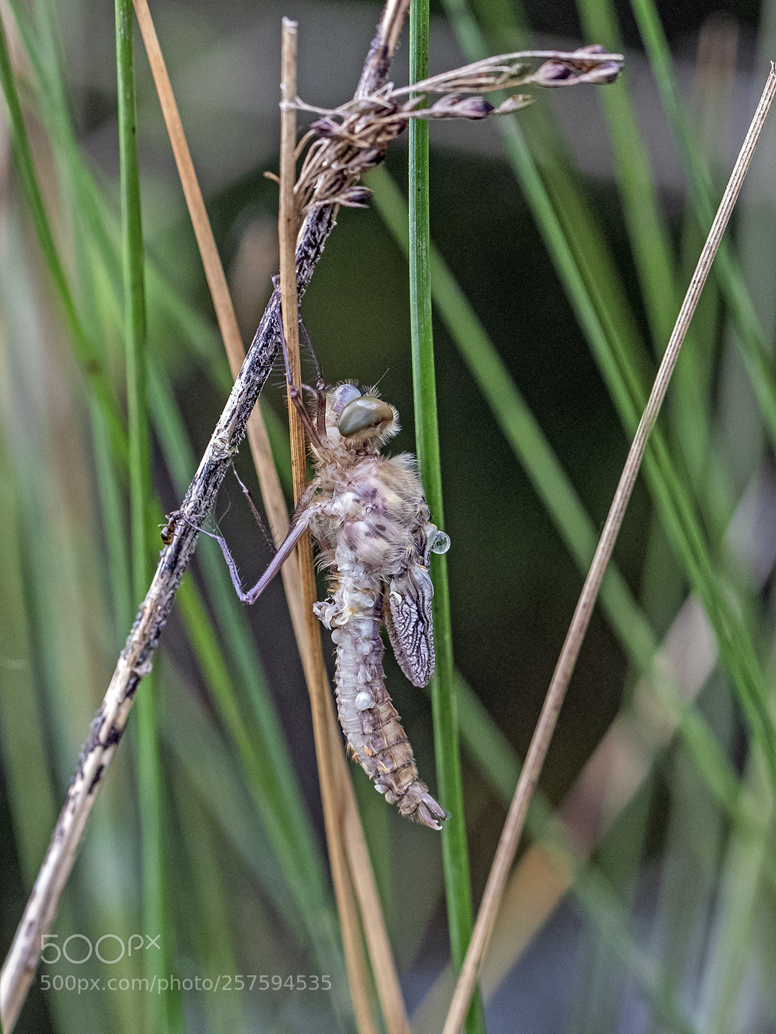 Canon EOS 5D Mark IV sample photo. A new dragonfly photography