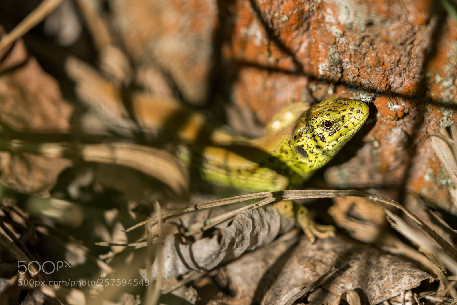 Sony a7R II sample photo. Lizard photography