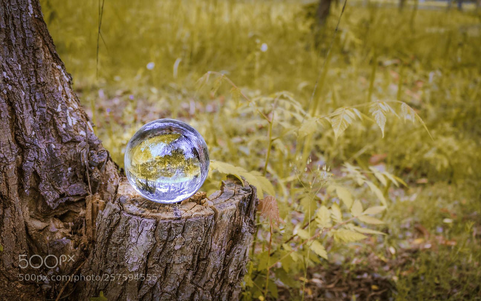 Canon EOS 750D (EOS Rebel T6i / EOS Kiss X8i) sample photo. Twinkling photography