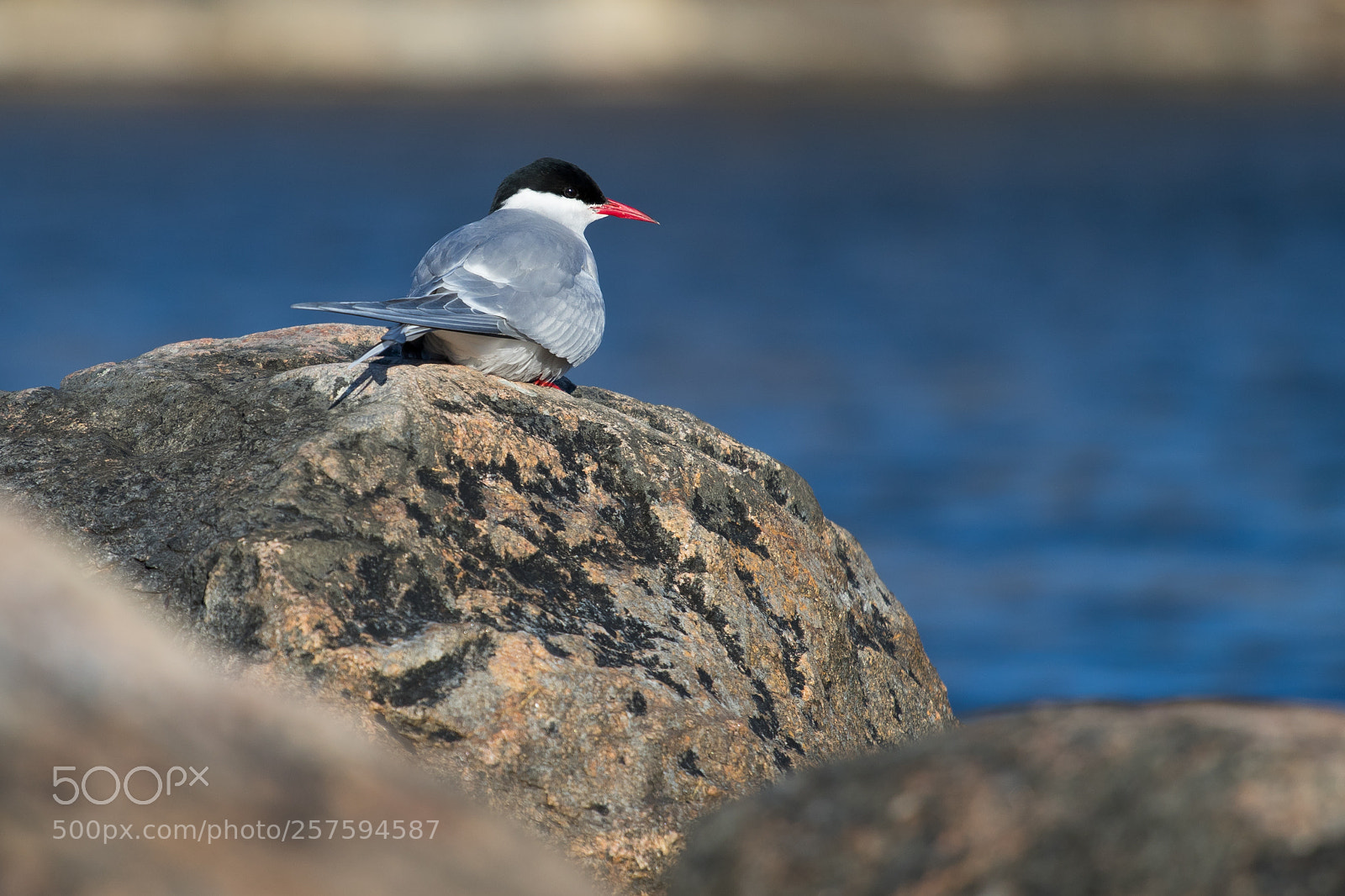 Canon EOS 7D Mark II sample photo. Common tern photography