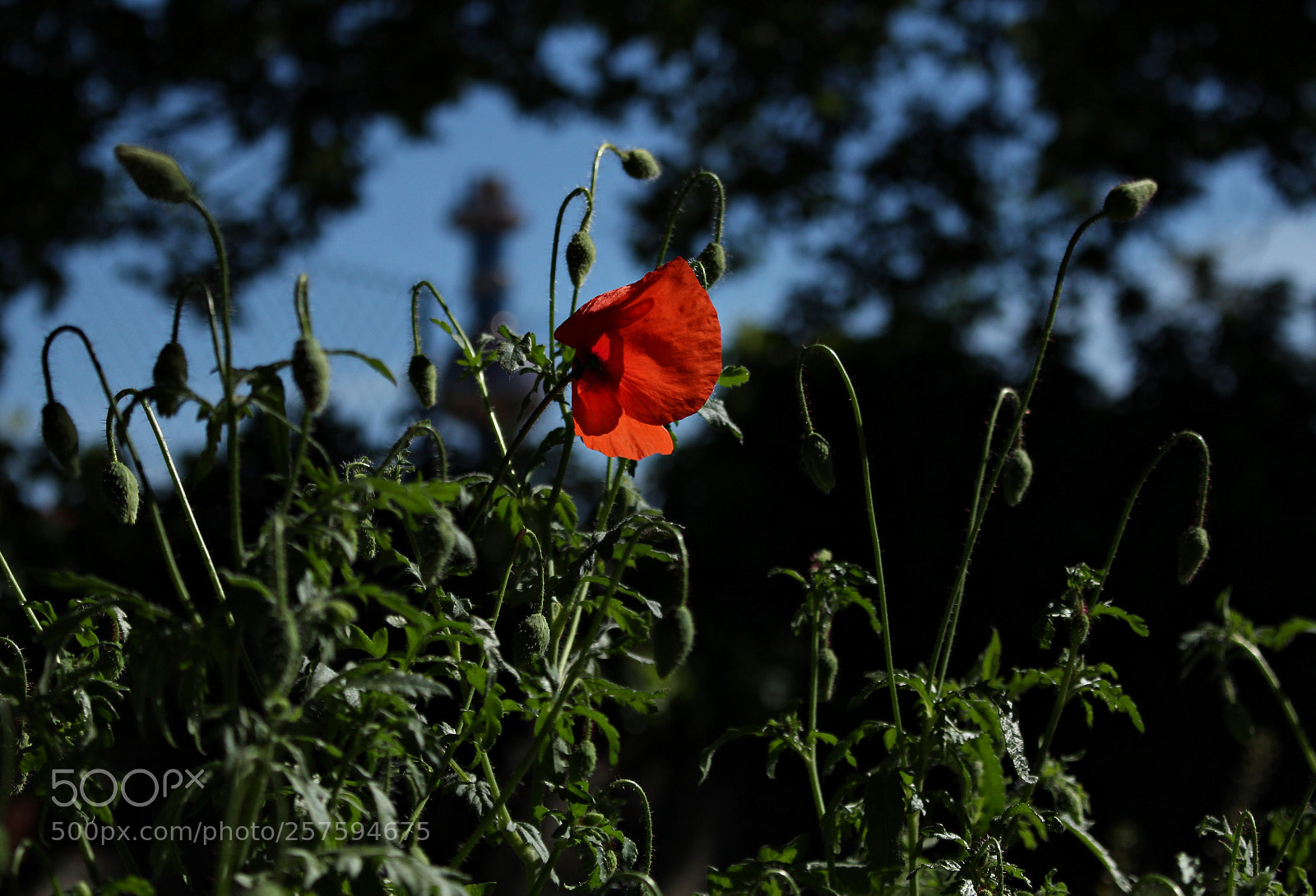 Canon EOS 700D (EOS Rebel T5i / EOS Kiss X7i) sample photo. Deep cover photography