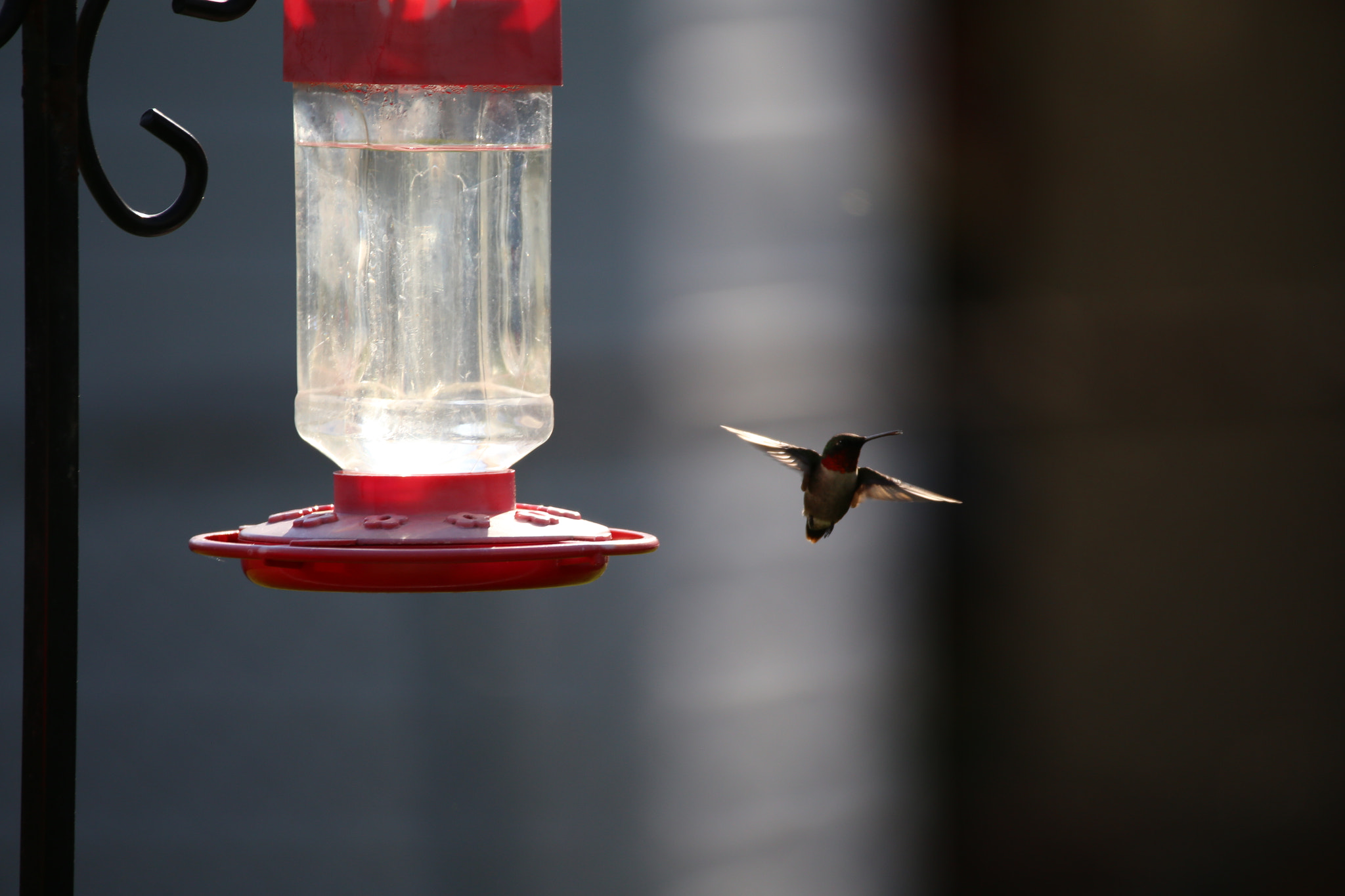 Sigma 150-600mm F5-6.3 DG OS HSM | C sample photo. Suspended photography
