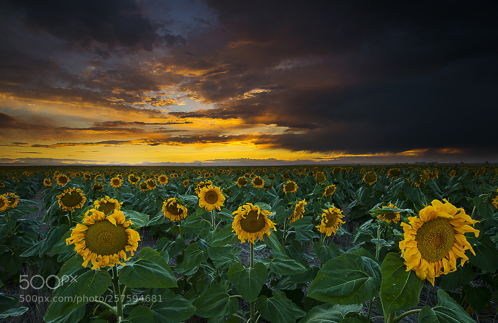 Nikon D610 sample photo. Sunflower drama photography