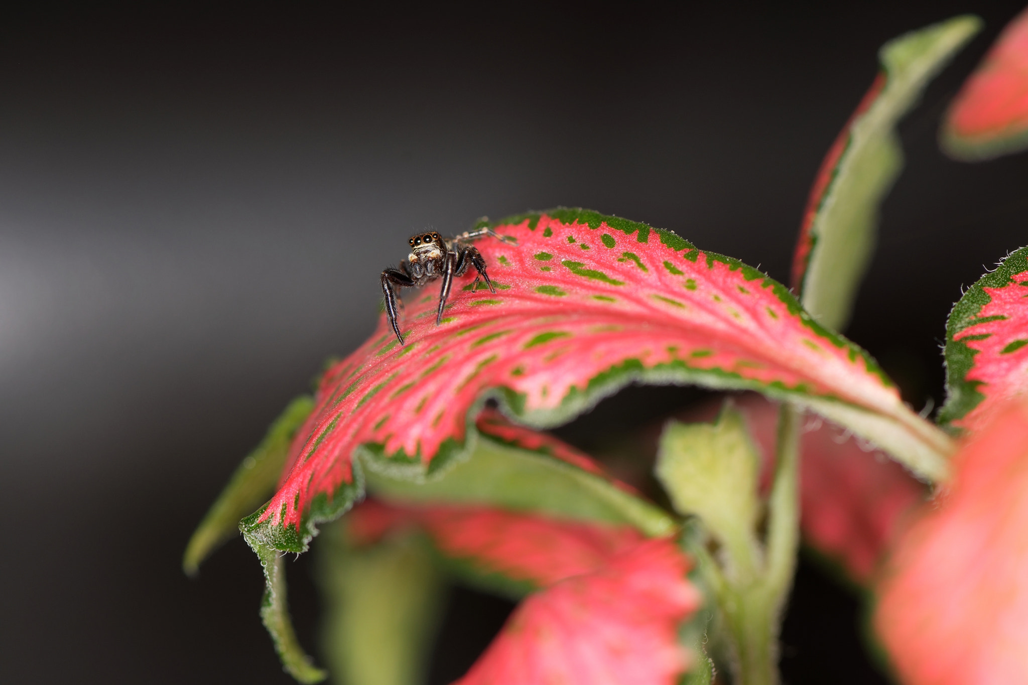 Nikon AF-S Micro-Nikkor 105mm F2.8G IF-ED VR sample photo. Saltique photography