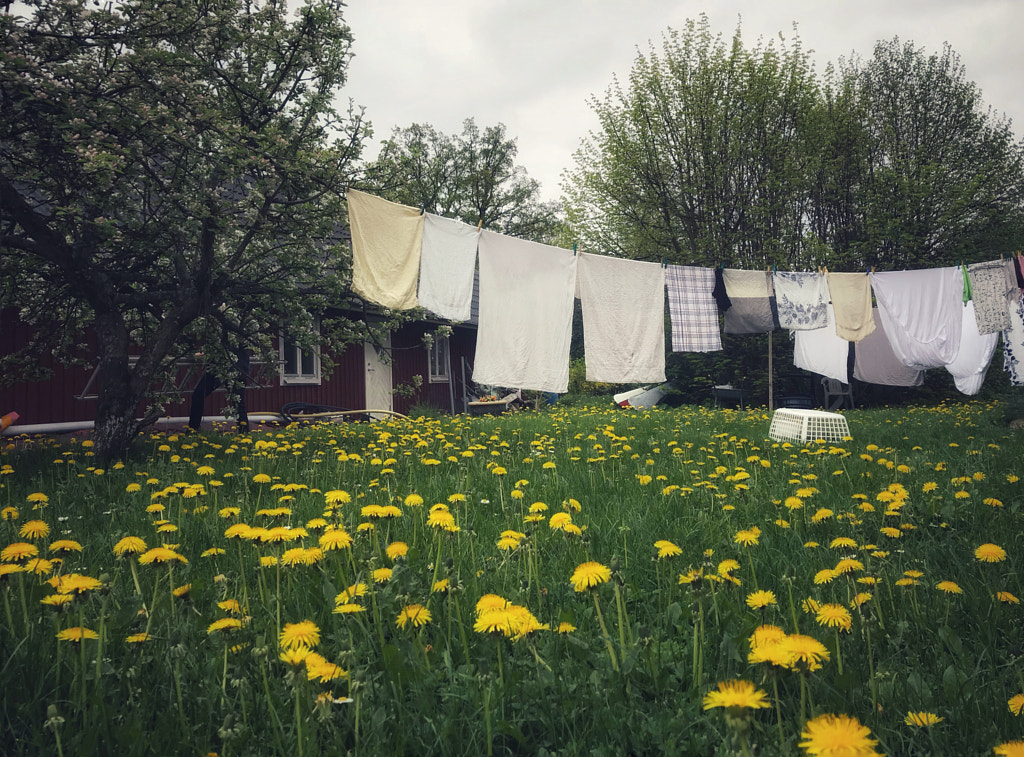 Drying laundry in a field of dandelion, автор — Christina Molbech на 500px.com