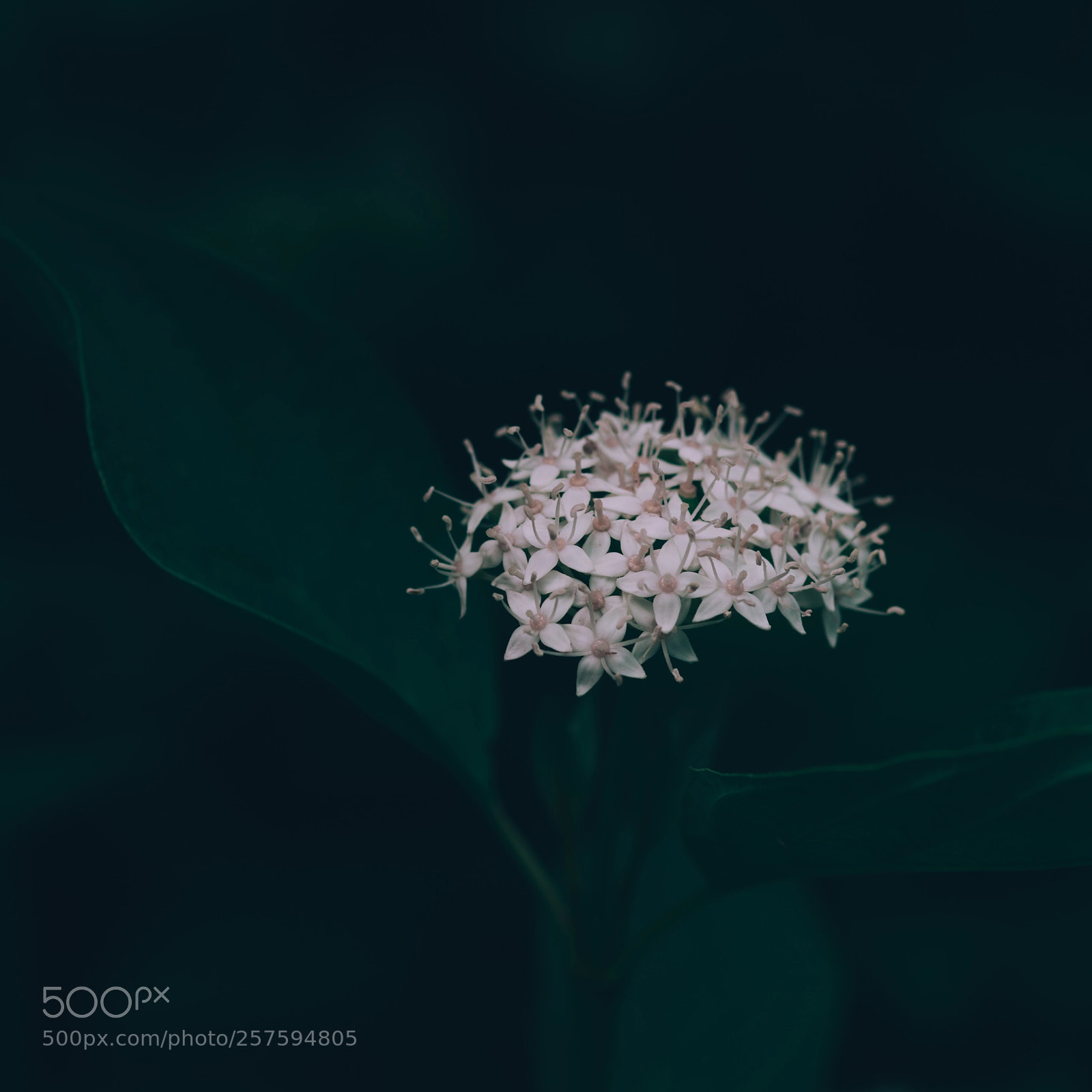 Sony a99 II sample photo. Dark photography