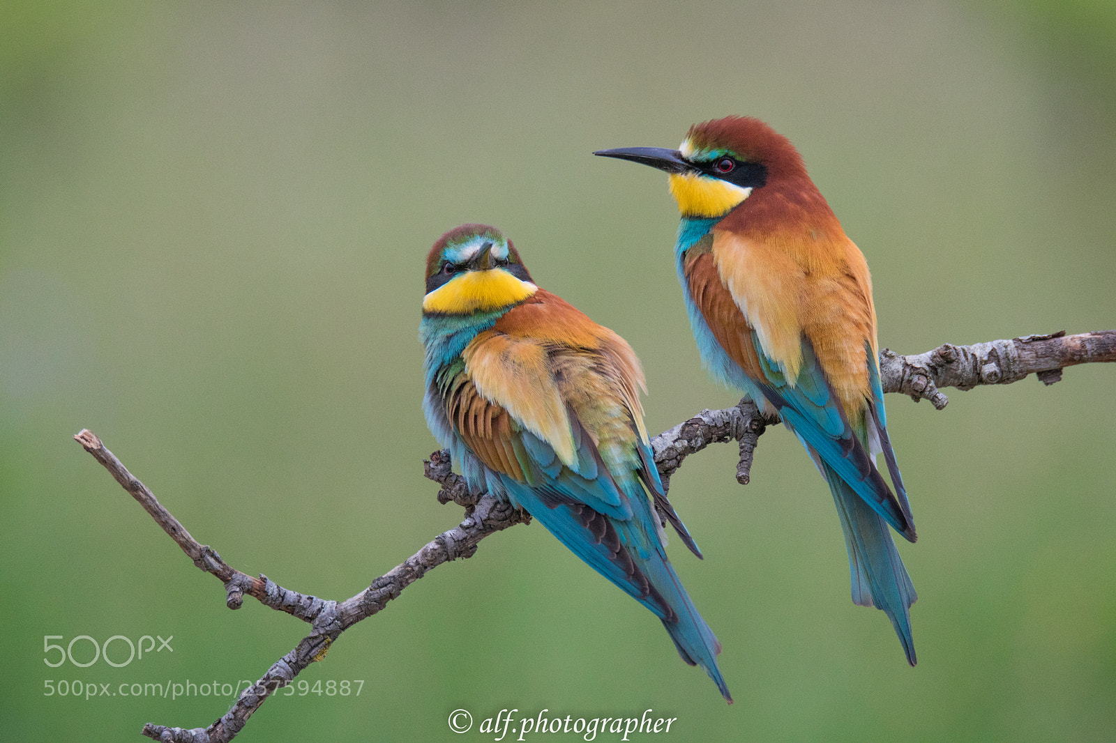 Nikon D500 sample photo. Bee-eater photography